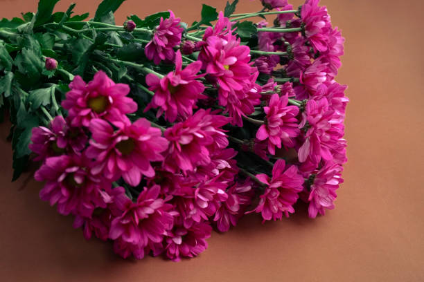istock chrysanthemum purple flowers on brown background 1191457604