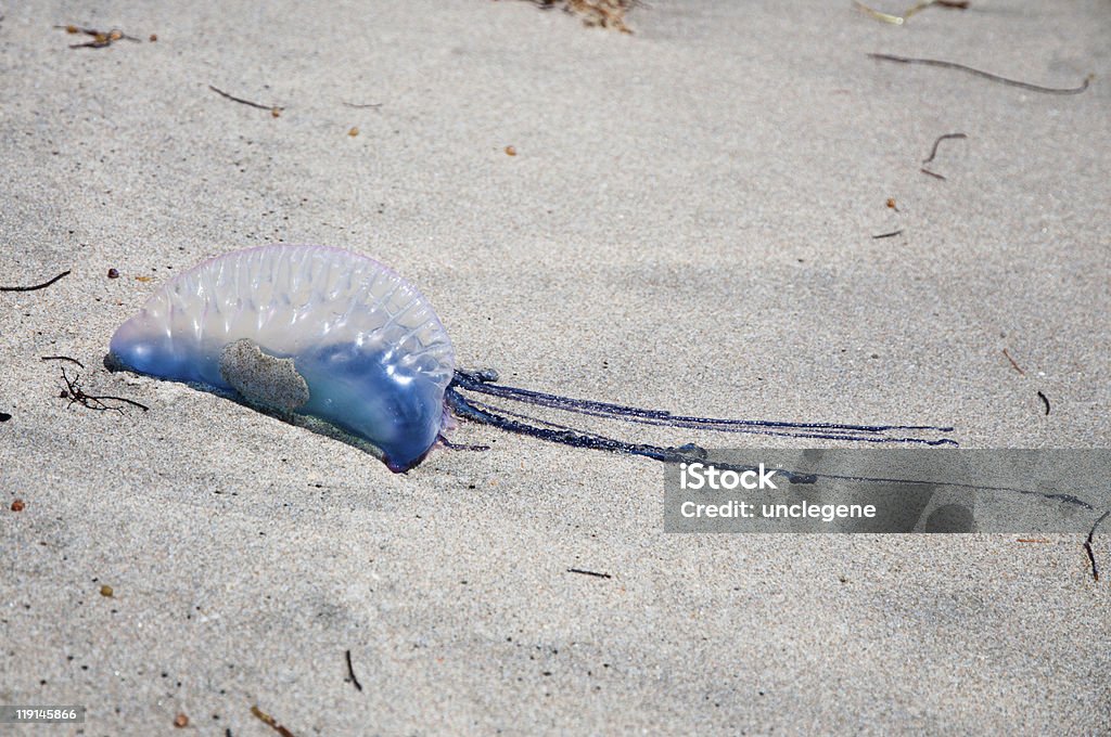 Portugués hombre-of-war on the beach - Foto de stock de Medusa - Cnidario libre de derechos