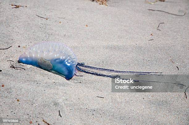 Portoghese Uomo Di Guerra Sulla Spiaggia - Fotografie stock e altre immagini di Medusa - Cnidario - Medusa - Cnidario, Caravella portoghese, Ambientazione esterna