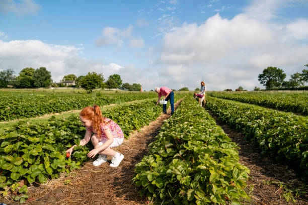 Picking at the Pick-Your-Own Farm