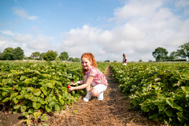 istock Strawberries in the Sun 1191459692