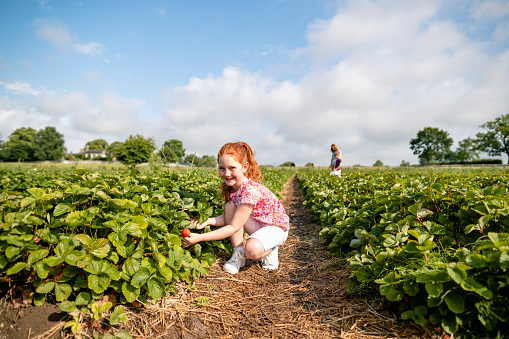 A wide shot of a girl strawberry picking in a field in Northumberland.