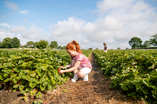 A side view shot of a girl picking strawberries on a farm.