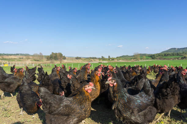 istock Free range Egg Chickens grazing at chicken farm. This is brahma egg chickens grazing outside village farmland 1191460731
