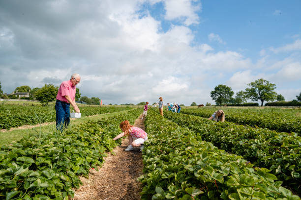 istock Collecting Fruit for the Family Home 1191460772