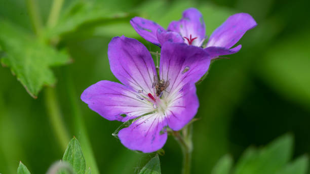 istock Purple flowers called Geranium palustre, macro photography 1191460821