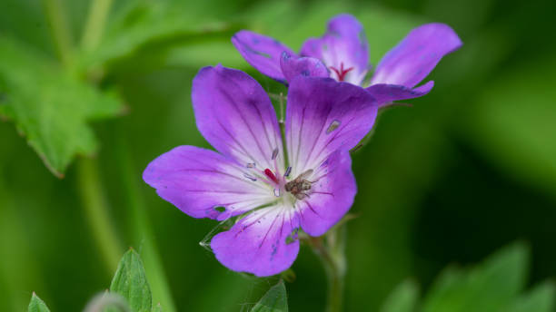 istock Purple flowers called Geranium palustre, macro photography 1191460876