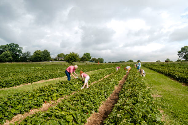 istock Together in the Fields of Strawberries 1191460880