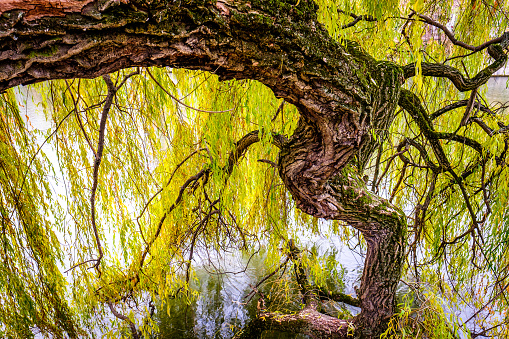 old weeping willow at a river