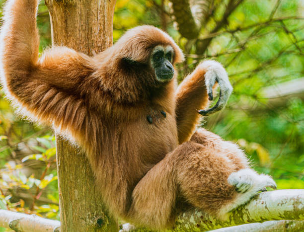 lar gibbon (hylobates lar) yakın çekim fotoğraflar - kahverengi lar stok fotoğraflar ve resimler