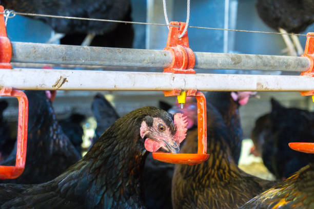 istock Free range Egg Chickens in the coop at chicken farm. This is brahma egg chickens grazing outside village farmland 1191463860
