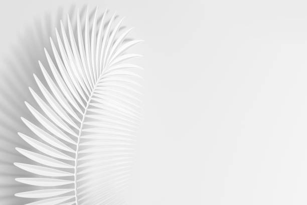 istock Three-dimensional palm curved leaf, like a light feather on a white background 1191465653