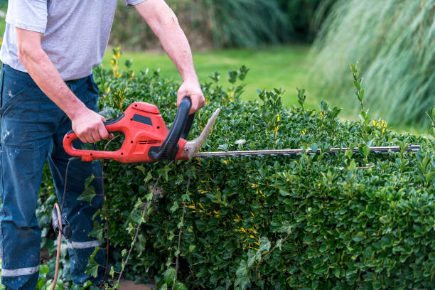 Gardener pruning bushes with chainsaw in garden Gardener pruning bushes with chainsaw in garden. chainsaw photos stock pictures, royalty-free photos & images