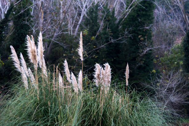 Pampas plant in the garden in Turkey.