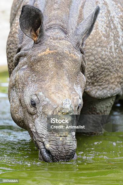 코뿔소라이노세로스 Unicornis 0명에 대한 스톡 사진 및 기타 이미지 - 0명, 강, 네팔