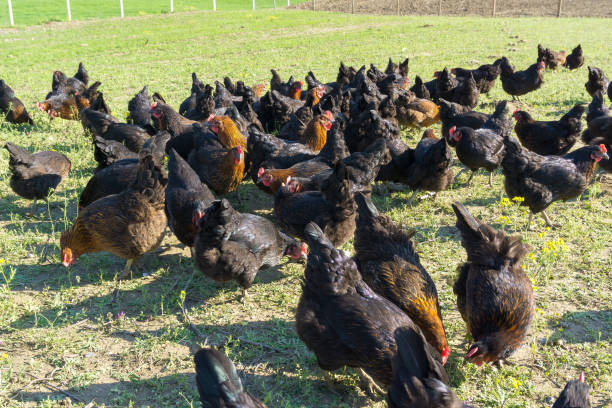 istock Free range Egg Chickens grazing at chicken farm. This is brahma egg chickens grazing outside village farmland 1191466640
