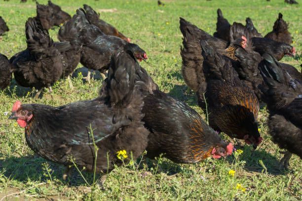 istock Free range Egg Chickens grazing at chicken farm. This is brahma egg chickens grazing outside village farmland 1191466991