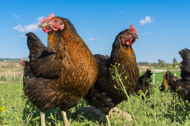 Free range Egg Chickens grazing at chicken farm. This is brahma egg chickens grazing outside village farmland Organic chickens in the nature male red junglefowl gallus gallus stock pictures, royalty-free photos & images