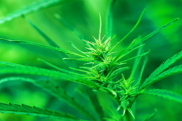Blooming plant of cannabis illuminated by bright sun on a natural background. Selective focus.