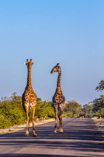 Giraffe in Kruger National park, South Africa Two Giraffes walking on safari road in Kruger National park, South Africa ; Specie Giraffa camelopardalis family of Giraffidae beauty in nature vertical africa southern africa stock pictures, royalty-free photos & images