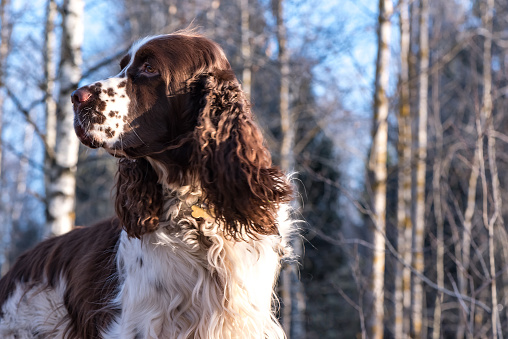 Close up beautiful dog hunter breed English Springer Spaniel on background of winter forest and blue sky. Late fall, early winter.