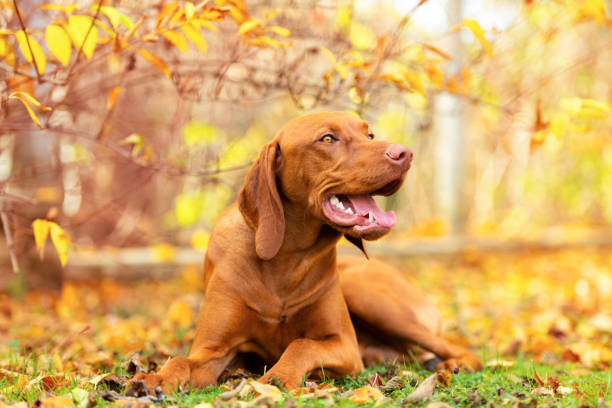 istock Cute hungarian vizsla puppy smiling in beautiful fall garden. Happy vizsla pointer dog lying down outside looking to the side. 1191470607