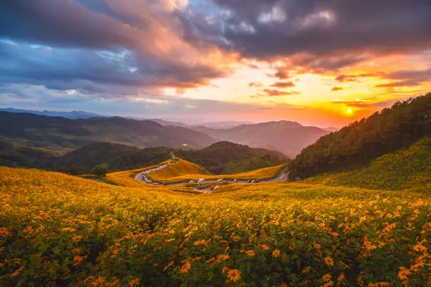 Landscape panorama of Tung Bua Tong forest park with Mexican Sunflower field at sunset in Doi Mae U Kho, Mae Hong Son, Thailand, Travel winter season concept