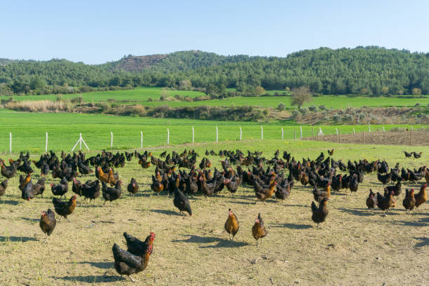 Free range Egg Chickens grazing at chicken farm. This is brahma egg chickens grazing outside village farmland Organic chickens in the nature male red junglefowl gallus gallus stock pictures, royalty-free photos & images