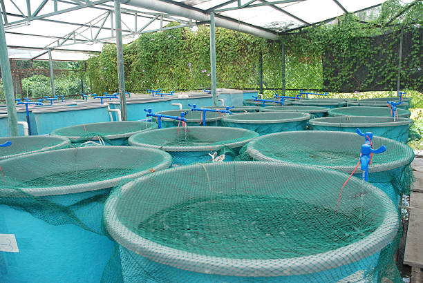 Aquaculture farm with blue containers and water pipes stock photo