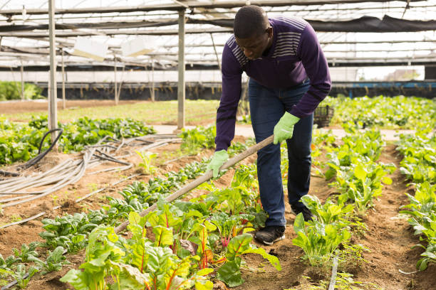 istock Worker spuds plants in a greenhouse 1191472298