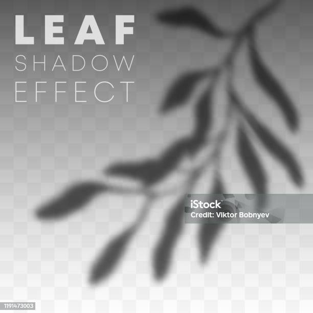 Leaf Shadow Map Leaf Shadow Overlay Effect On Transparent Background Vector ...