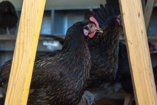 istock Free range Egg Chickens in the coop at chicken farm. This is brahma egg chickens grazing outside village farmland 1191474138