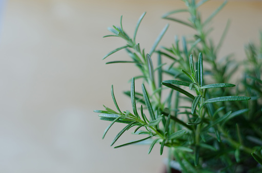 Rosemary in a pot on a wooden table closeup