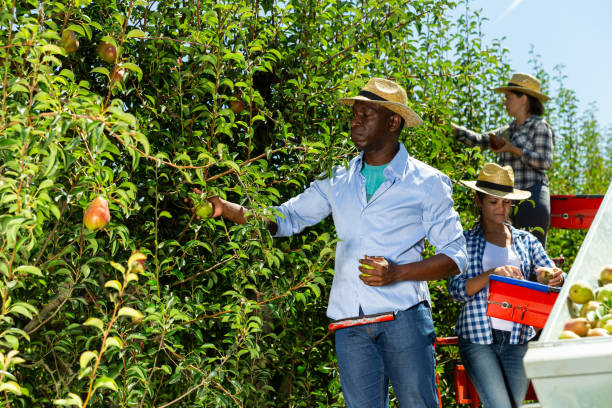 istock Farmers picking pears on harvesting platform 1191474560