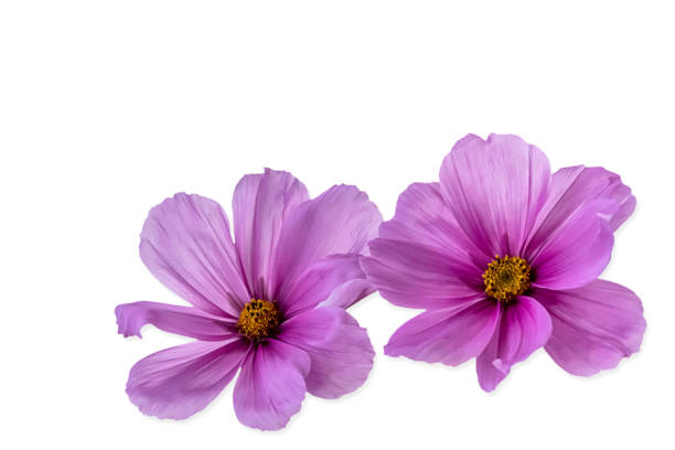 windflowers isolated on white background two blossoms of a windflower or thimbleweed latin name Anemone hupehensis japanese anemone windflower flower anemone flower stock pictures, royalty-free photos & images