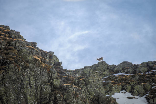 istock Chamois perched on a rocky ridge 1191475542