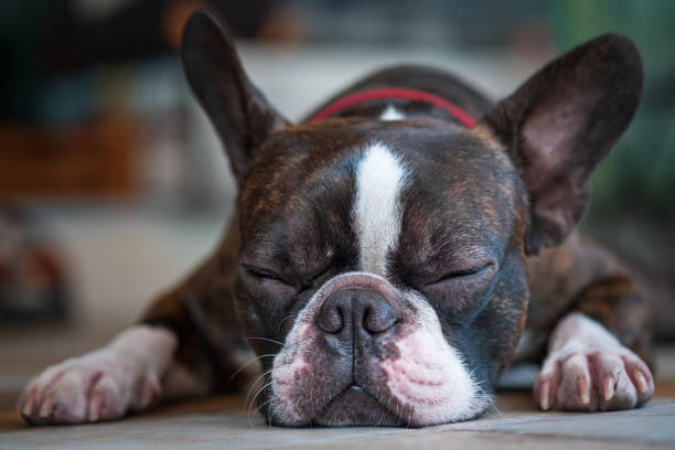 istock Portrait boston terrier pure breed sleeping background closeup 1191476656