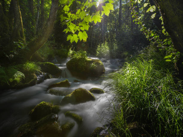 luz solar filtrada por las hojas de arce en un arroyo - mistic fotografías e imágenes de stock