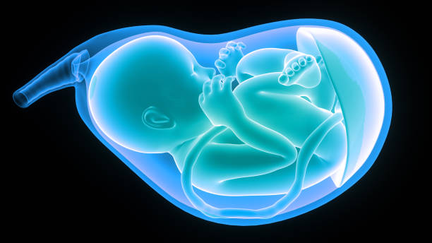 istock Fetus (Baby) in Womb Anatomy 1191483153