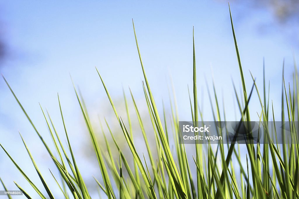 Green grass  Agricultural Field Stock Photo