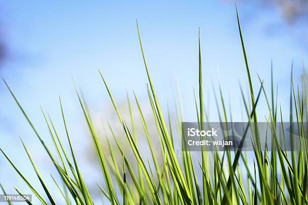 Green Grass Stock Photo - Download Image Now - Agricultural Field, Backgrounds, Blue