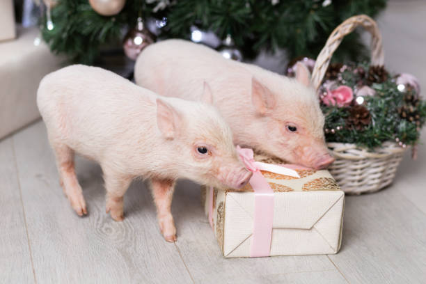 istock Two cute minipigs and gift box. Christmas time 1191485261