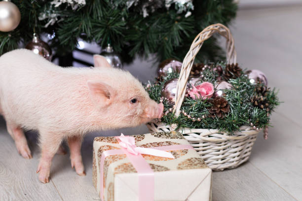 istock Cute mini pig and gift box. Christmas time 1191485263