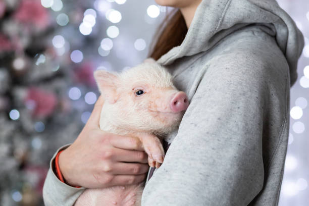 Cute newborn cub of mini pig sitting on human's hands Cute newborn cub of mini pig sitting on human's hands animal husbandry photos stock pictures, royalty-free photos & images