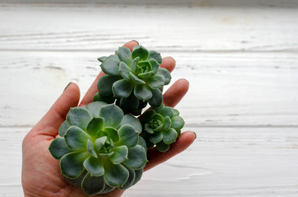istock succulent plants on background on vintage wooden background 1191487346