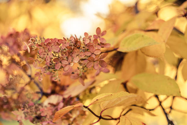 Pictures of tree flowers called Hydrangea paniculata