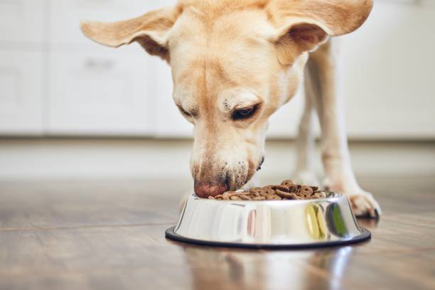 Feeding of hungry dog Feeding of hungry dog. Yellow labrador retriever eating granule from metal bowl at home. animal nose stock pictures, royalty-free photos & images