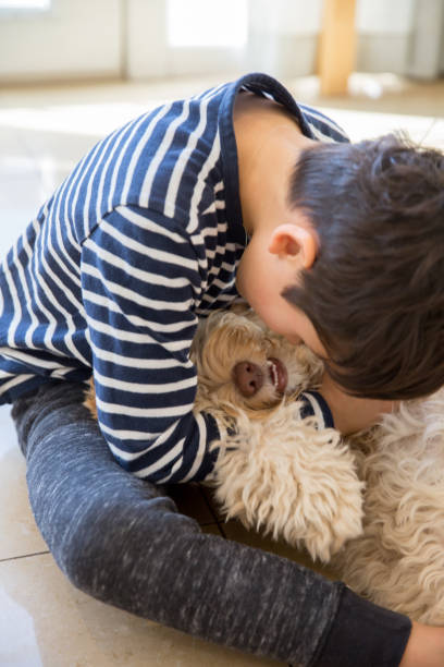 zabawa z psem - grooming dog pets brushing zdjęcia i obrazy z banku zdjęć