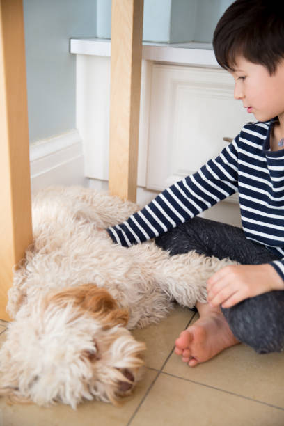 zabawa z psem - grooming dog pets brushing zdjęcia i obrazy z banku zdjęć