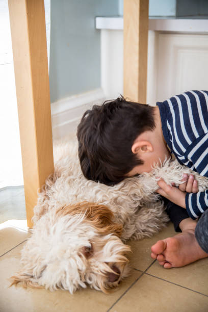 zabawa z psem - grooming dog pets brushing zdjęcia i obrazy z banku zdjęć